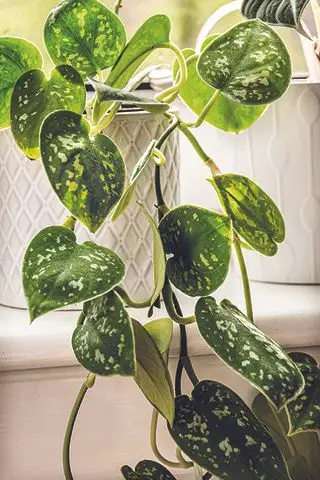 Philodendron-Zimmerpflanze mit hängenden Blättern