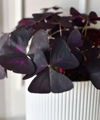 Oxalis triangularis Winterzimmerpflanze
