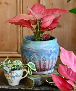 Aglaonema rosa Stern