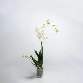 Weiße Phalaenopsis-Orchideen-Zimmerpflanze