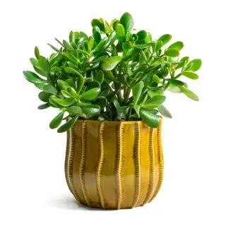 Crassula ovata, Geldpflanze oder Jadepflanze in einem ockerfarbenen Topf