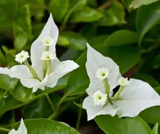 floração branca