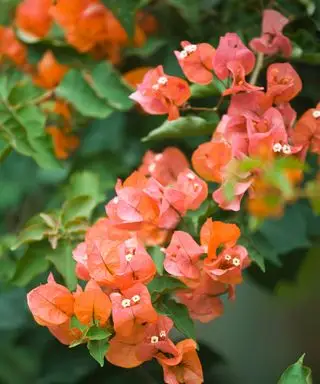 videira buganvília com flor de laranjeira