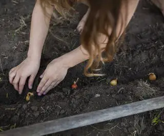 „Hnojenie cibule je nevyhnutné pre väčšie a silnejšie plodiny“ – odborník na pestovanie cibule prezrádza, ako na to