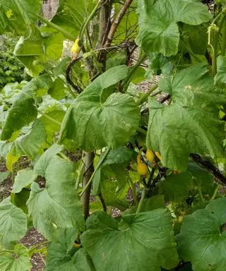Junger gelber Sommerkürbis wächst an einem rustikalen Spalier empor