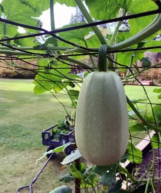 Spaghettikürbis wächst auf einem Spalier in einem Gemüsegarten