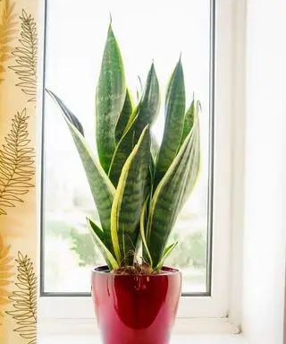 Planta Sansevieria trifasciata