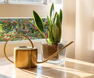 Una planta de serpiente junto a una regadera de metal.