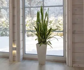 Sanseveria/planta serpiente