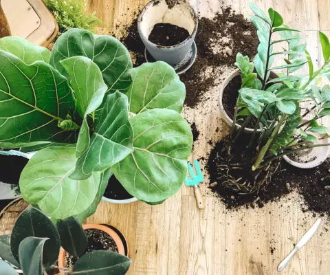 Fiddle Leaf Figen plante