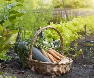 Una cesta de verduras de cosecha propia, incluidos calabacines y zanahorias.