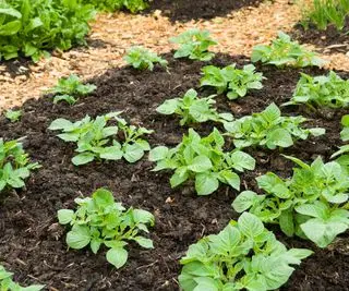 Patatas creciendo en un huerto sin excavar.