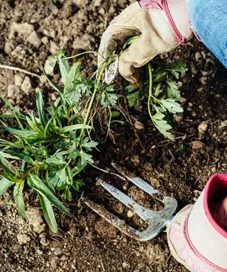 quitar las malas hierbas de un jardín a mano