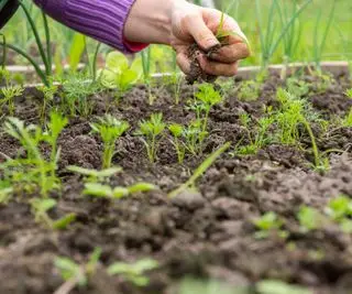 Una mano que se desmorona el suelo en un huerto con zanahorias creciendo