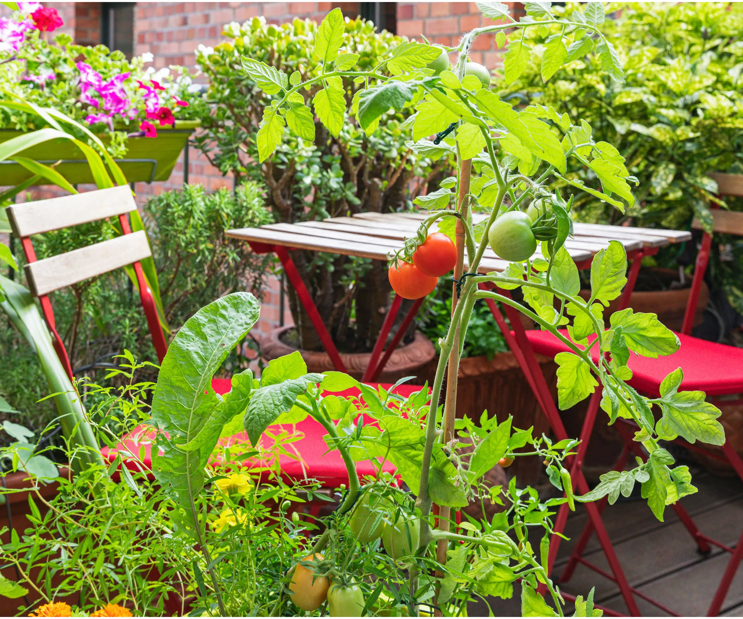 balkonghage med tomatplanter og rød bistro sett' loading='lazy' title=