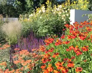 fargekombinasjoner i planting
