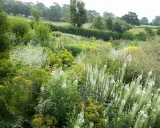 hvite hageblomster for et beroligende fargevalg i hagen