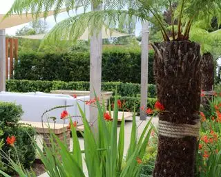 Gårdsplass med dristige sprut av oransje Crocosmia