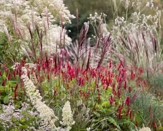Combinazioni di colori da giardino: come usare il colore in giardino