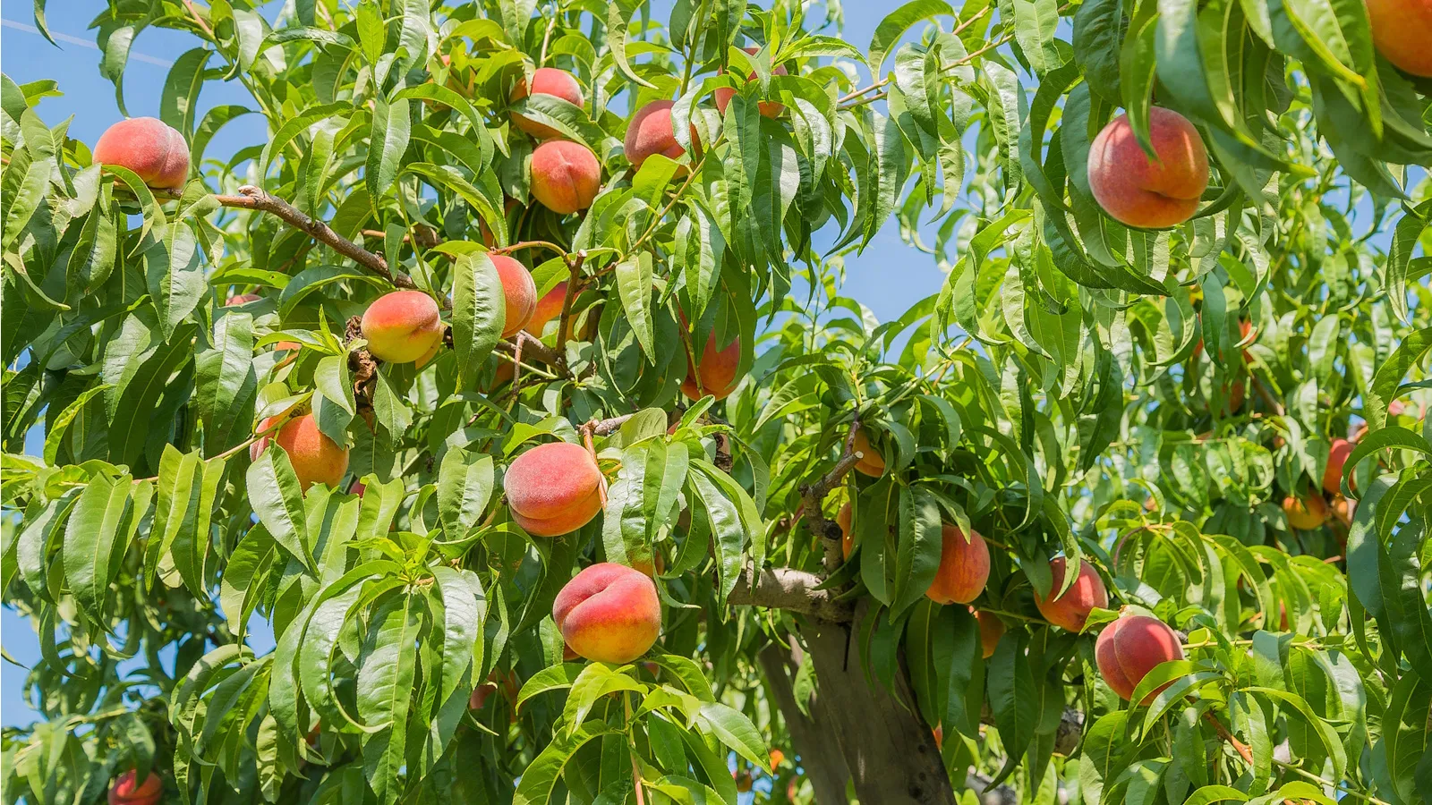 Hvordan få et morbærtre til frukt - sesongens hemmeligheter for rikelig høst om høsten