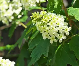 Hvordan og hvornår beskærer man en hortensia af egeblad – vælg det rigtige øjeblik eller risiker at gå glip af et år med blomster