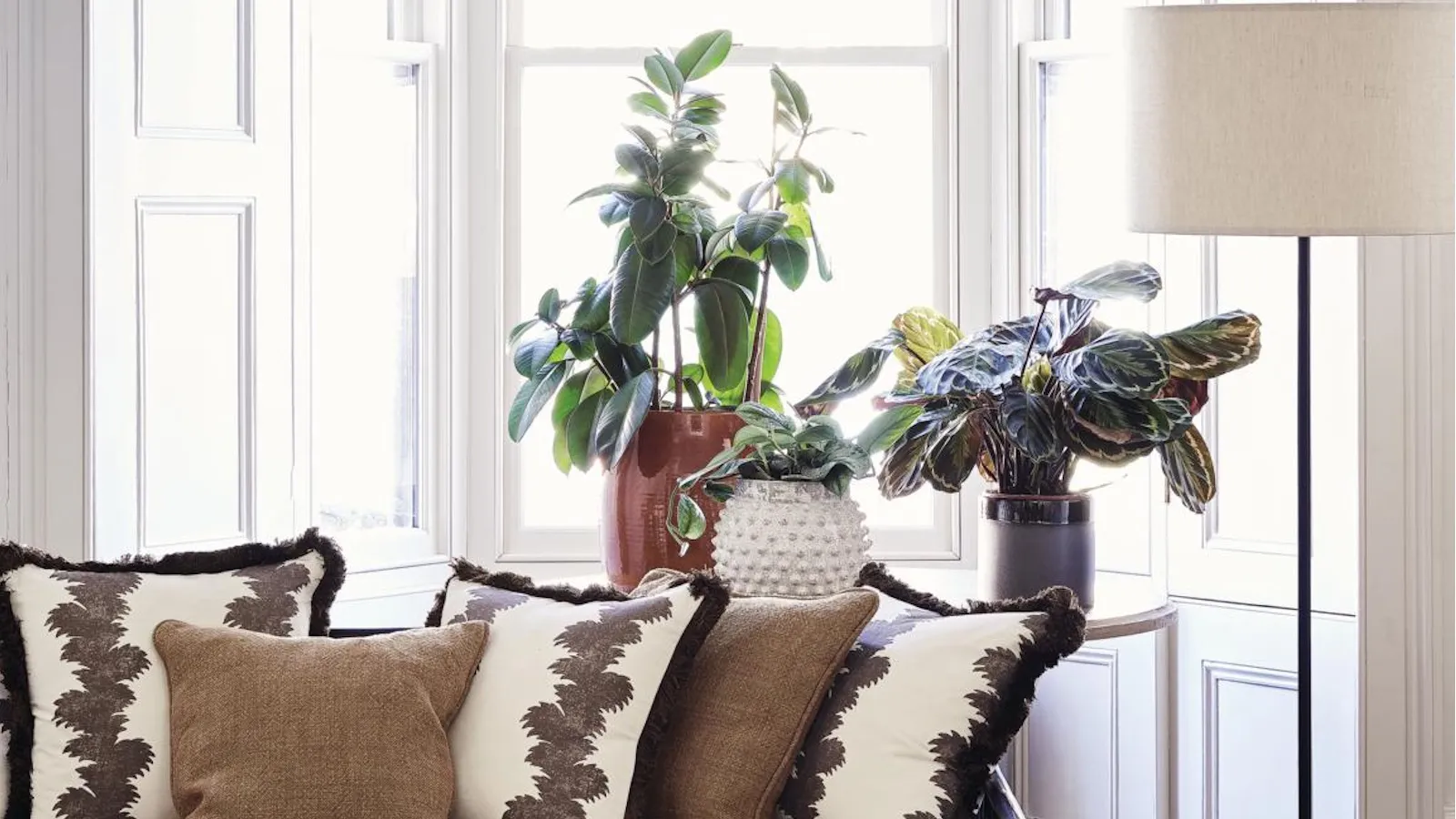 Plante d'intérieur que je regrette d'avoir achetée' loading='lazy' title=