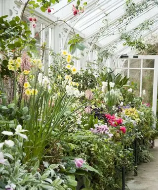 eksotiske planter dyrket under glas i udestuen i Wallington National Trust-haven