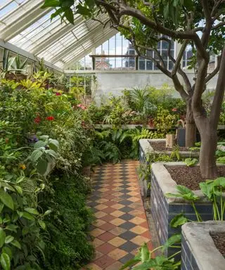 eksotiske spæde planter, der vokser i orangeri hos Peckover House National Trust