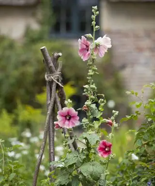 stokroser vokser i victoriansk sommerhushave ved Hardy