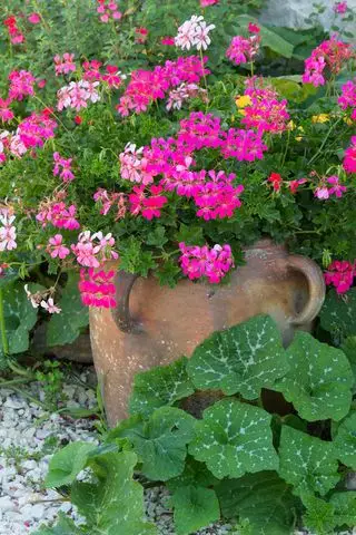 Pelargonium i potte