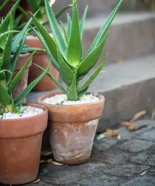 Rostliny aloe vera v terakotových květináčích na venkovním schodu