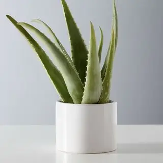 Rostlina aloe vera z plants.com