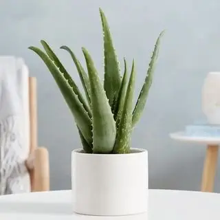 rostlina aloe vera z 1-800 květů