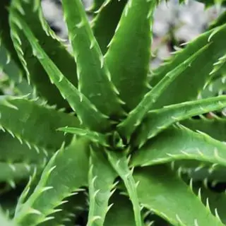 Hedgehog aloe v Nature Hills
