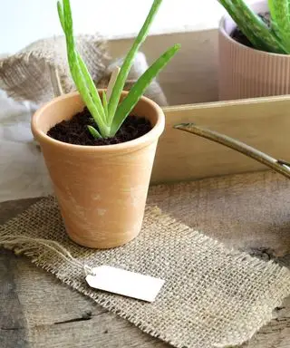 malá rostlina aloe vera zasazená do čerstvé půdy v terakotovém květináči
