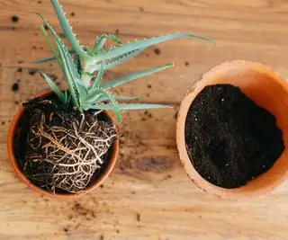 Rostlina aloe se zvedla z květináče s odkrytými kořeny a byla přemístěna do o něco většího květináče