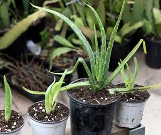 Zblízka nebo mláďata Aloe vera zasazená v malých květináčích