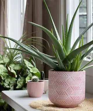 velká pokojová rostlina aloe vera v květináči v růžovém keramickém květináči s dalšími pokojovými rostlinami