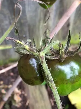 pomodoro affetto da peronospora