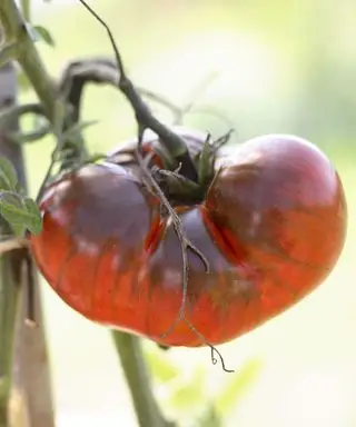 pianta di pomodoro colpita da peronospora