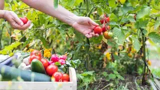 compagno che pianta pomodori con fiori e verdure