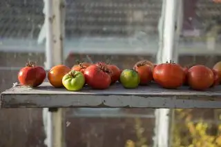 coltivazione di pomodori in una serra