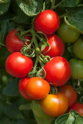 Cotta per cocktail di varietà di pomodoro resistente alla peronospora