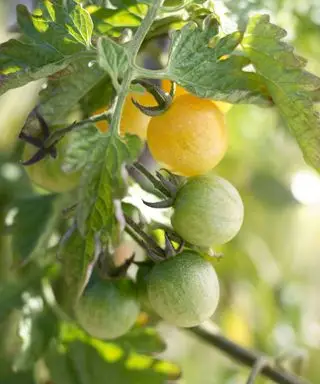 Idee per il giardino verticale con pianta di pomodoro