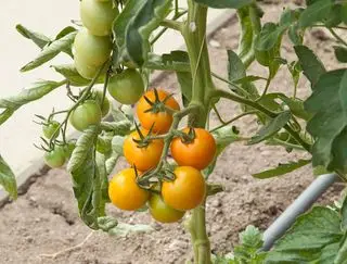 varietà di pomodoro merrygold resistente alla peronospora di Burpee Europs