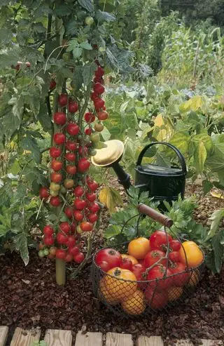 crescere_pomodori_dentro