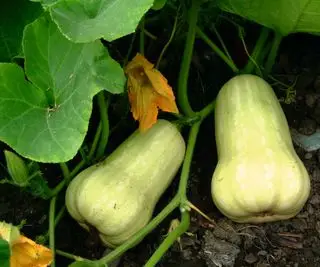 Fruits de courge musquée sur la vigne