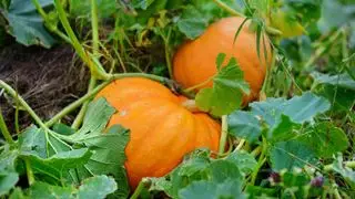 Citrouilles poussant dans le champ