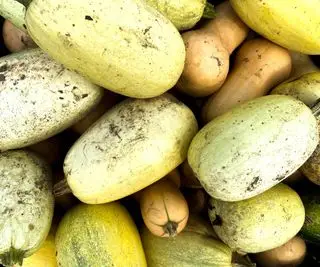 Quand récolter les courges d’hiver – et les conserver correctement pendant des mois de production