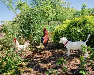 Pollos y un perro en una granja con jardín.